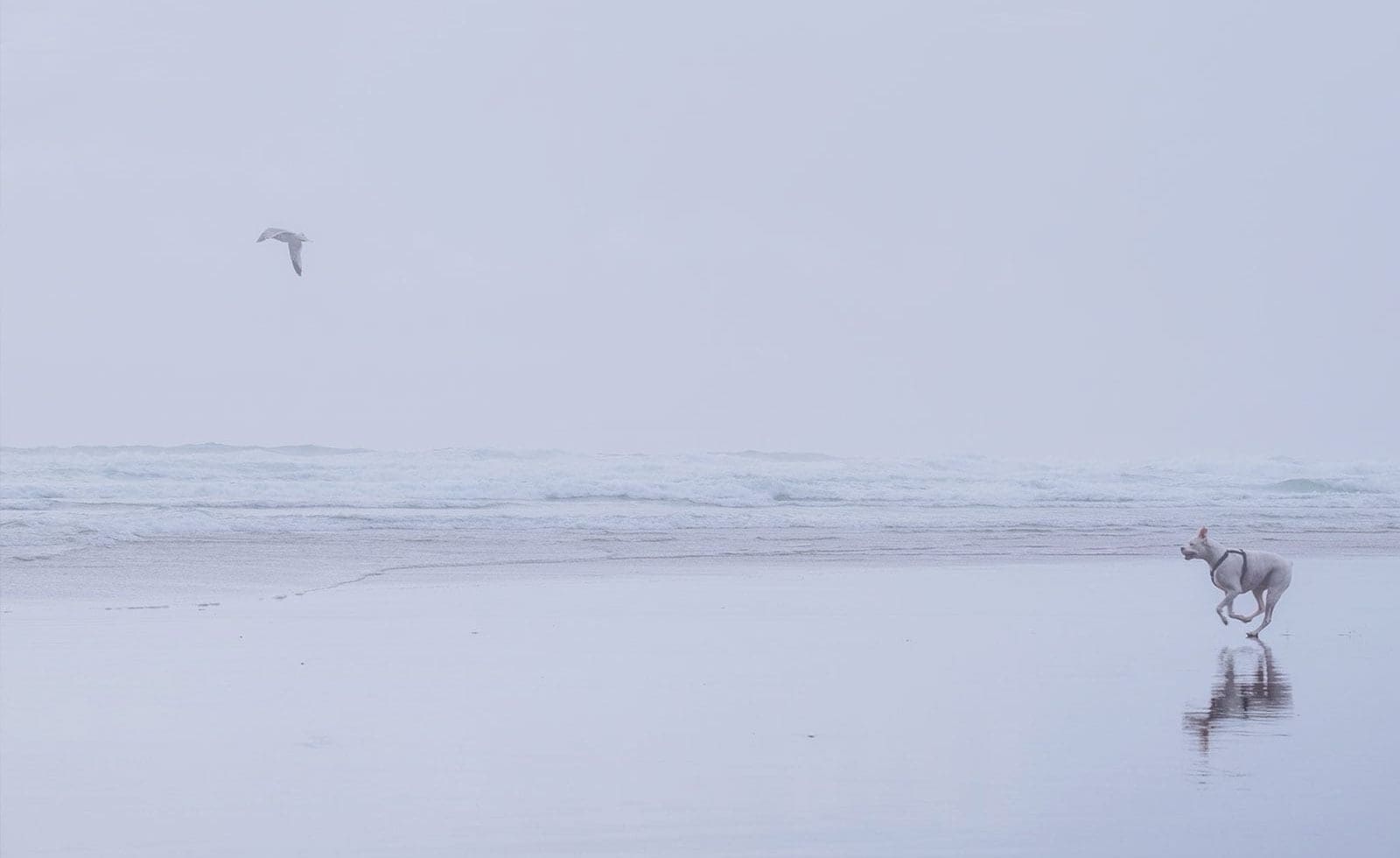 bird and dog at the beach